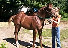 Paint - Horse for Sale in Mancelona, MI